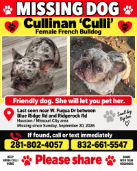 Reunited Female Dog last seen Fuqua and Ridgerock, Missouri City, TX 77489