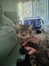 Lost Female Cat last seen Near th and Krameria st, Commerce City, CO 80022