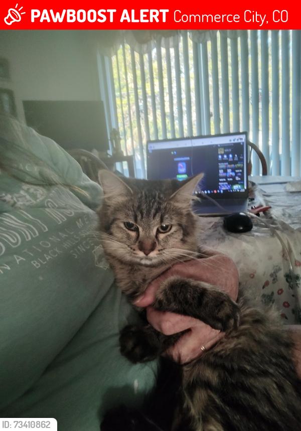 Lost Female Cat last seen Near th and Krameria st, Commerce City, CO 80022