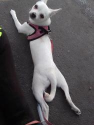 Reunited Female Dog last seen Near NE Sandy Blvd, Portland, OR 97232, USA, Portland, OR 97232