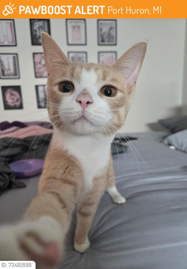 Found/Stray Unknown Cat last seen 12th Ave and Garfield St. near bridge, Port Huron, MI 48060