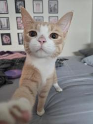 Found/Stray Unknown Cat last seen 12th Ave and Garfield St. near bridge, Port Huron, MI 48060