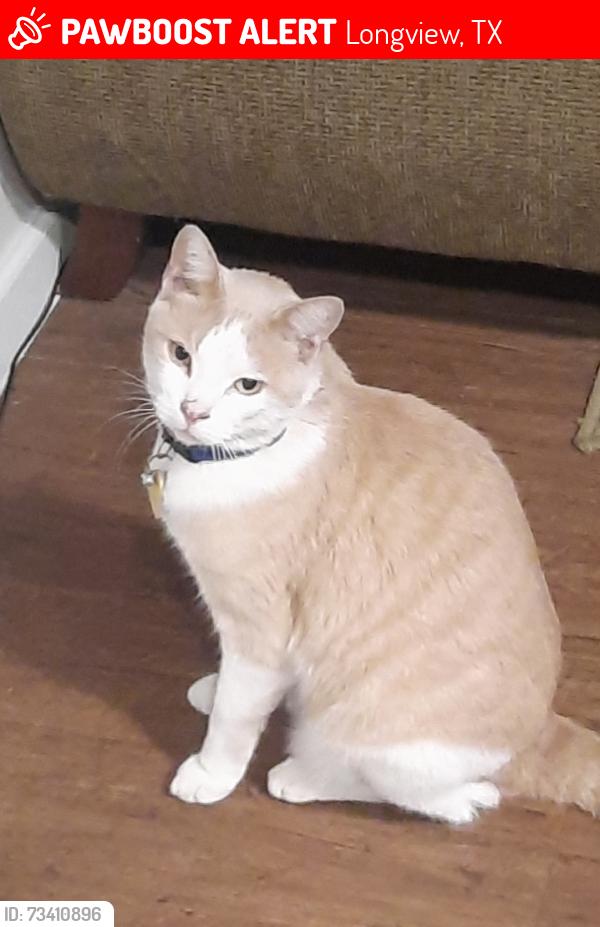 Lost Male Cat last seen Longview Square apmts, Longview, TX 75604