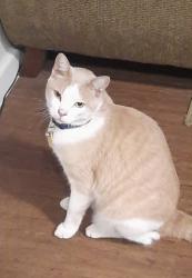 Lost Male Cat last seen Longview Square apmts, Longview, TX 75604