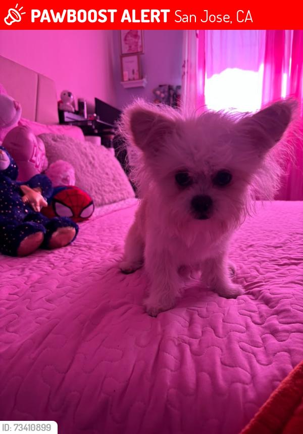 Lost Male Dog last seen Near E William San jose, San Jose, CA 95112