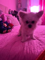 Lost Male Dog last seen Near E William San jose, San Jose, CA 95112