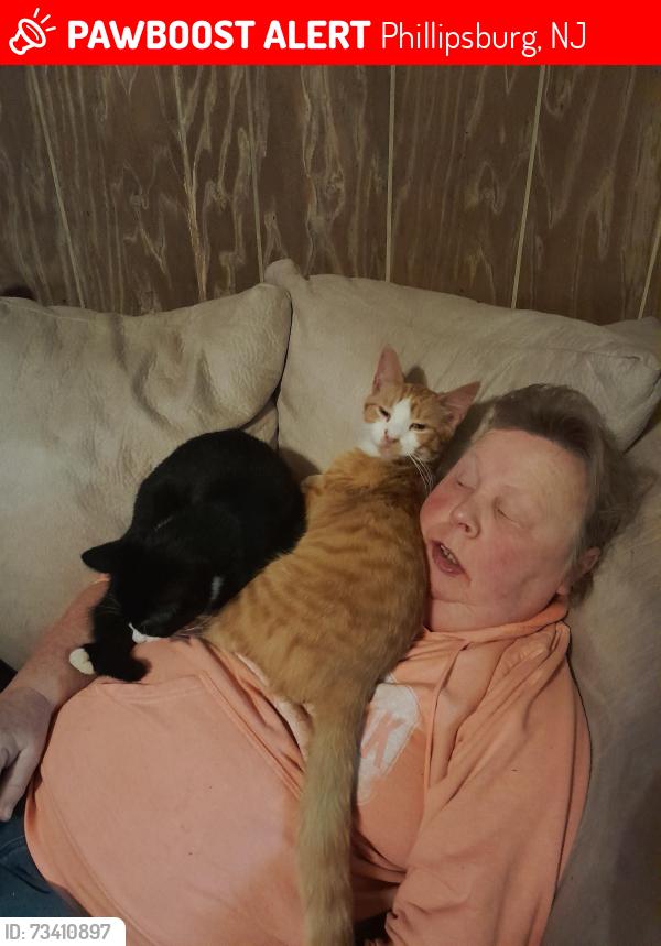 Lost Male Cat last seen Marble hill road and harmony station, Phillipsburg, NJ 08865