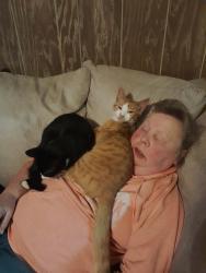 Lost Male Cat last seen Marble hill road and harmony station, Phillipsburg, NJ 08865