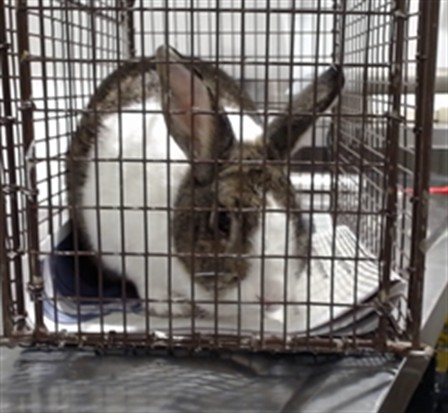 Shelter Stray Unknown Other last seen XSAN BRUNO/WILD, 1419 Bryant St, San Francisco, CA 94103, USA