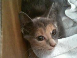 Shelter Stray Female Cat last seen CHARLOTTE, 8315 Byrum Dr, Charlotte, NC 28217, USA