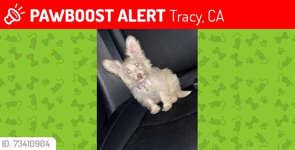 Lost Female Dog last seen Lincoln and Lowell, Tracy, CA 95376