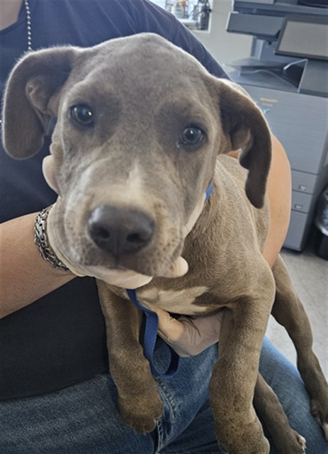 Shelter Stray Female Dog last seen Near BLOCK ROSEDALE HWY, BAKERSFIELD CA 93308, 3951 Fruitvale Ave, Bakersfield, CA 93308, USA