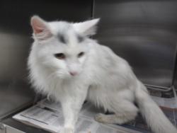 Shelter Stray Male Cat last seen , 11361 W Pico Blvd, Los Angeles, CA 90064, USA