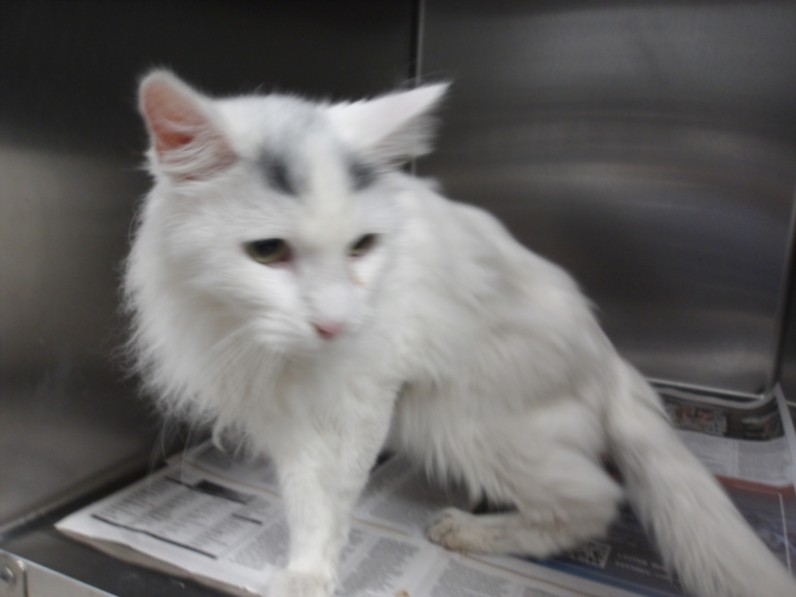 Shelter Stray Male Cat last seen , 11361 W Pico Blvd, Los Angeles, CA 90064, USA