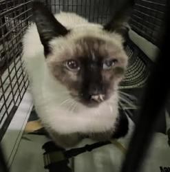 Shelter Stray Male Cat last seen , 1850 W 60th St, Los Angeles, CA 90047, USA