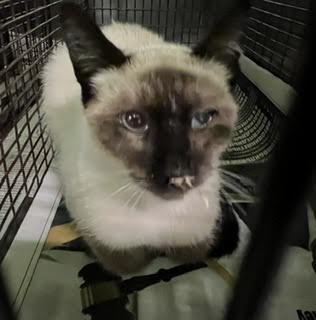 Shelter Stray Male Cat last seen , 1850 W 60th St, Los Angeles, CA 90047, USA