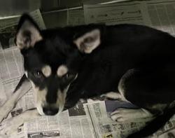 Shelter Stray Female Dog last seen , 1850 W 60th St, Los Angeles, CA 90047, USA