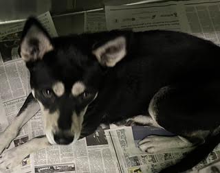 Shelter Stray Female Dog last seen , 1850 W 60th St, Los Angeles, CA 90047, USA
