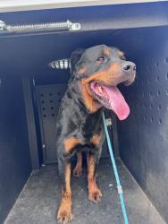 Shelter Stray Male Dog last seen , 600 Aviation Dr, Camarillo, CA 93010, USA
