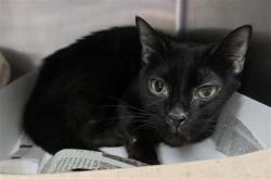 Shelter Stray Female Cat last seen , 4710 TX-151, San Antonio, TX 78227, USA