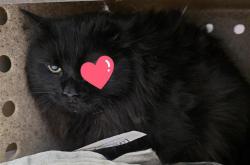 Shelter Stray Male Cat last seen Near BLOCK INGRAM, 4710 TX-151, San Antonio, TX 78227, USA