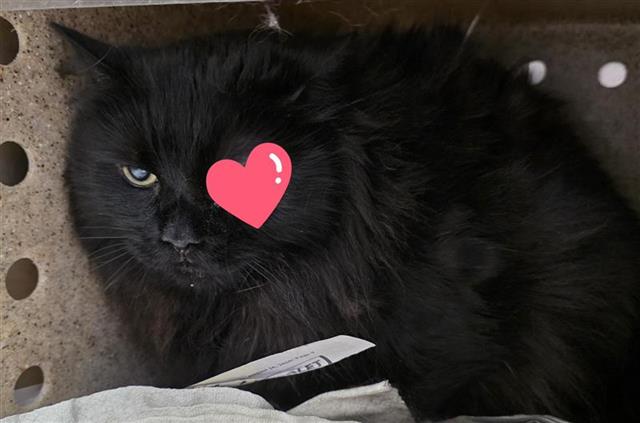 Shelter Stray Male Cat last seen Near BLOCK INGRAM, 4710 TX-151, San Antonio, TX 78227, USA