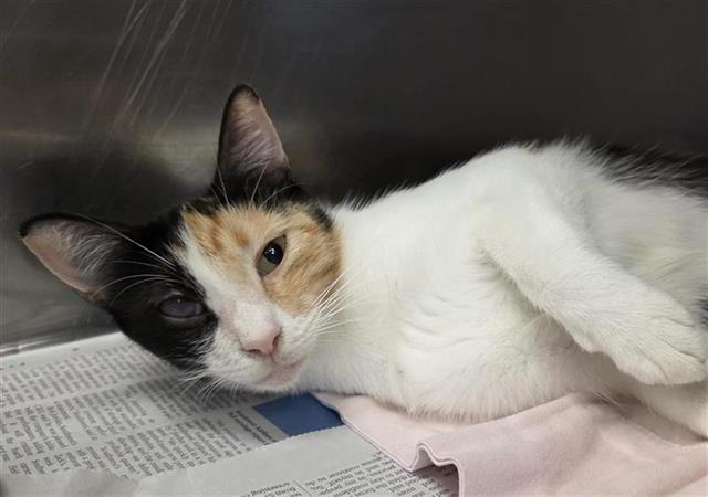 Shelter Stray Female Cat last seen Near BLOCK BEAL ST, 4710 TX-151, San Antonio, TX 78227, USA