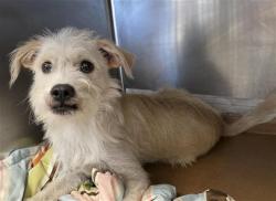Shelter Stray Male Dog last seen Near BLOCK LARK AVE, 4710 TX-151, San Antonio, TX 78227, USA