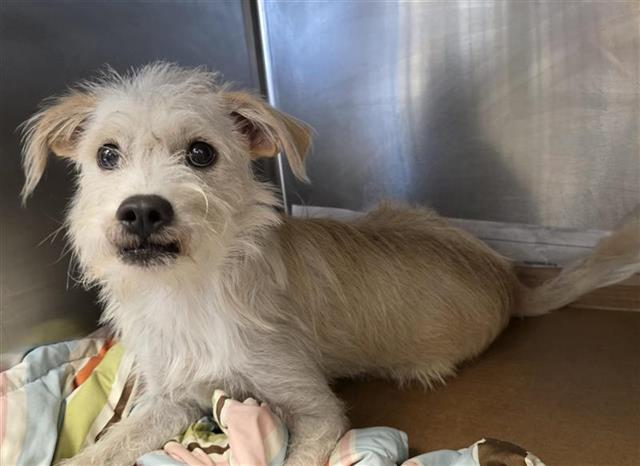 Shelter Stray Male Dog last seen Near BLOCK LARK AVE, 4710 TX-151, San Antonio, TX 78227, USA