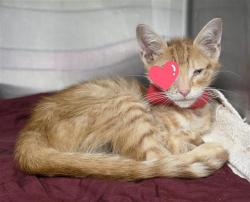 Shelter Stray Male Cat last seen E 87, 4710 TX-151, San Antonio, TX 78227, USA