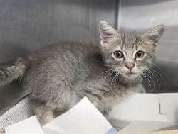 Shelter Stray Male Cat last seen Near BLOCK BASSWOOD, 4710 TX-151, San Antonio, TX 78227, USA