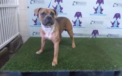 Shelter Stray Male Dog last seen , 2769 Conroy Rd, Orlando, FL 32839, USA