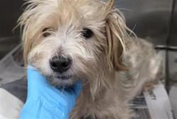 Shelter Stray Male Dog last seen S FLORES, 4710 TX-151, San Antonio, TX 78227, USA
