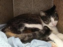 Shelter Stray Female Cat last seen Near BLOCK FILIBUSTERS TRAIL, 4710 TX-151, San Antonio, TX 78227, USA