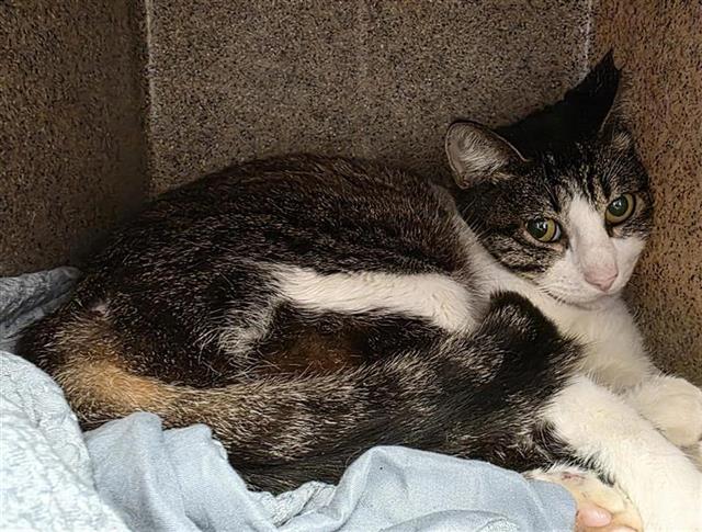 Shelter Stray Female Cat last seen Near BLOCK FILIBUSTERS TRAIL, 4710 TX-151, San Antonio, TX 78227, USA