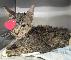 Shelter Stray Female Cat last seen VILLA DEL LUNA, 4710 TX-151, San Antonio, TX 78227, USA