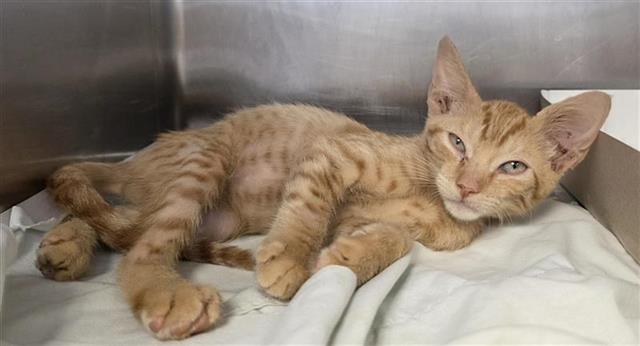 Shelter Stray Male Cat last seen Near BLOCK IH 35, 4710 TX-151, San Antonio, TX 78227, USA