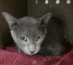 Shelter Stray Male Cat last seen FOUND ON CAMPUS, 4710 TX-151, San Antonio, TX 78227, USA