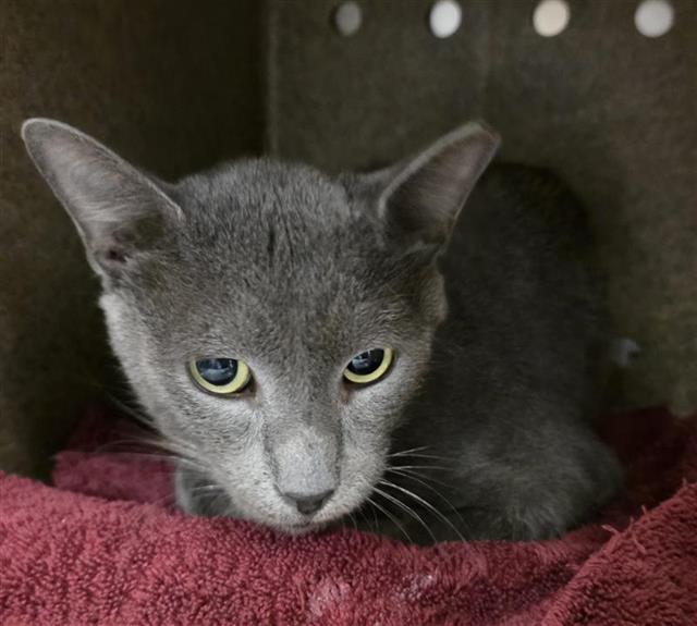 Shelter Stray Male Cat last seen FOUND ON CAMPUS, 4710 TX-151, San Antonio, TX 78227, USA