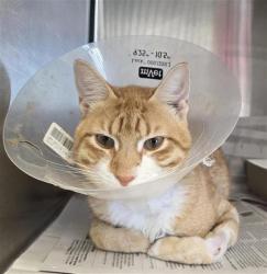 Shelter Stray Male Cat last seen Near BLOCK CALLAGHAN RD, 4710 TX-151, San Antonio, TX 78227, USA