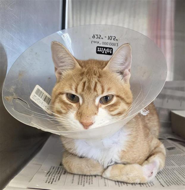 Shelter Stray Male Cat last seen Near BLOCK CALLAGHAN RD, 4710 TX-151, San Antonio, TX 78227, USA