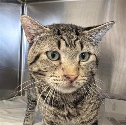 Shelter Stray Male Cat last seen Near BLOCK W HOUSTON, 4710 TX-151, San Antonio, TX 78227, USA