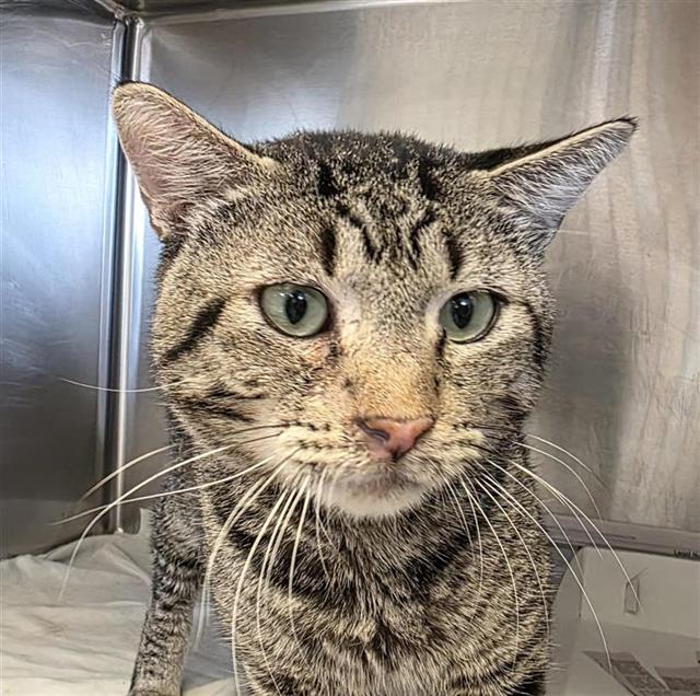 Shelter Stray Male Cat last seen Near BLOCK W HOUSTON, 4710 TX-151, San Antonio, TX 78227, USA
