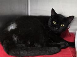 Shelter Stray Male Cat last seen , 4710 TX-151, San Antonio, TX 78227, USA