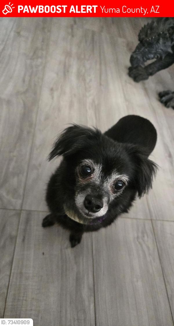 Lost Female Dog last seen Walking down County 18, Yuma County, AZ 85350