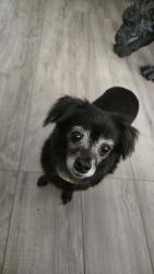 Lost Female Dog last seen Walking down County 18, Yuma County, AZ 85350