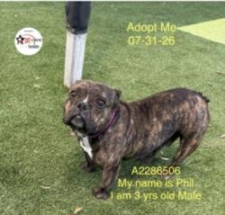 Shelter Stray Male Dog last seen , 3201 Lacy St, Los Angeles, CA 90031, USA
