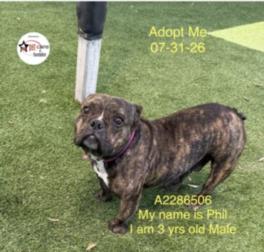 Shelter Stray Male Dog last seen , 3201 Lacy St, Los Angeles, CA 90031, USA