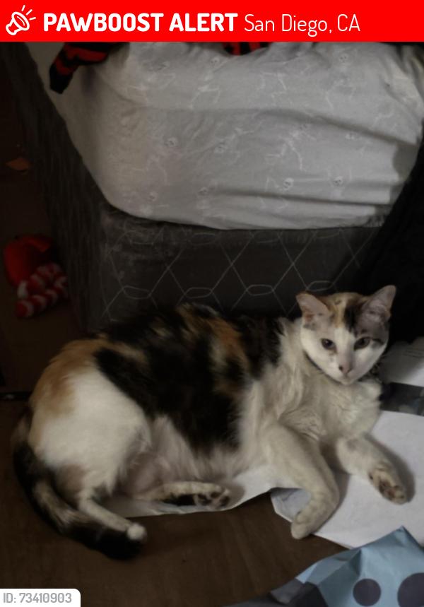 Lost Female Cat last seen Near Brooklyn Ave by our hse, San Diego, CA 92114
