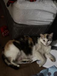 Lost Female Cat last seen Near Brooklyn Ave by our hse, San Diego, CA 92114